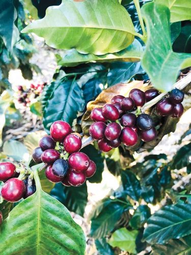 In search of a perfect cup of coffee